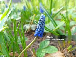 Attēlu rezultāti vaicājumam “Muscari botryoides”
