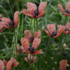 Attēlu rezultāti vaicājumam “Papaver argemone flower”
