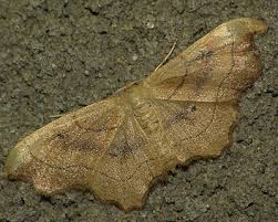 Attēlu rezultāti vaicājumam “Idaea emarginata”