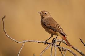 Attēlu rezultāti vaicājumam “Phoenicurus phoenicurus female”