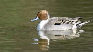 Attēlu rezultāti vaicājumam “Anas acuta male”