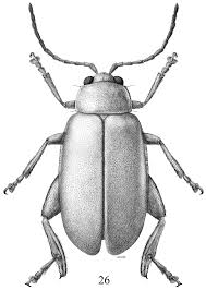 Attēlu rezultāti vaicājumam “Alticinae”