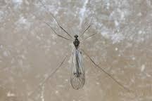 Attēlu rezultāti vaicājumam “Trichocera regelationis”