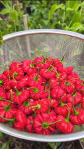 Afbeeldingsresultaat voor aji dulce sweet pepper