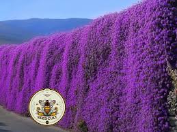 Image result for Aubrieta hybrida (cultorum)