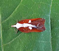 Attēlu rezultāti vaicājumam “Acleris cristana”