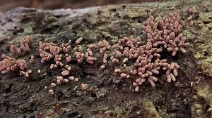 Attēlu rezultāti vaicājumam “Arcyria, Heterotrichia sp.”