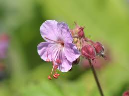 Image result for Storchschnäbel