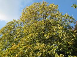 Attēlu rezultāti vaicājumam “Aesculus flava bud”