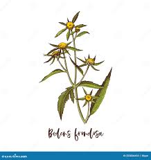 Attēlu rezultāti vaicājumam “Bidens frondosa leaf”