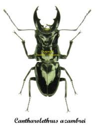 Attēlu rezultāti vaicājumam “Ceruchus chrysomelinus imago”