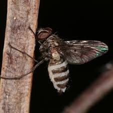 Attēlu rezultāti vaicājumam “Entomophthora”