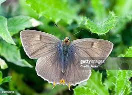 Attēlu rezultāti vaicājumam “Thecla betulae female”