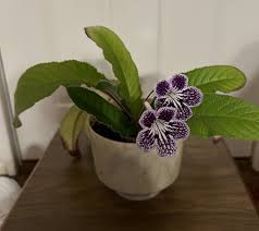 Image result for Streptocarpus