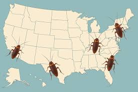 Image result for ゴキブリ報告所