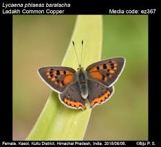 Attēlu rezultāti vaicājumam “Lycaena phlaeas female”