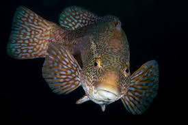 Image result for Labrus bergylta