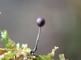 Attēlu rezultāti vaicājumam “Lamproderma columbinum”