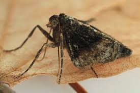 Attēlu rezultāti vaicājumam “Agriopis marginaria”