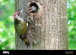 Attēlu rezultāti vaicājumam “Picus viridis”