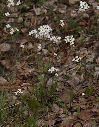 Attēlu rezultāti vaicājumam “Cardaminopsis arenosa flower”