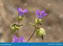 Image result for Campanula strigosa