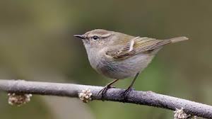 Image result for Phylloscopus humei