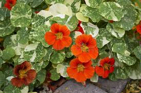 Attēlu rezultāti vaicājumam “Tropaeolum majus leaf”