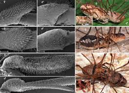 Attēlu rezultāti vaicājumam “Trichia longipalpis”