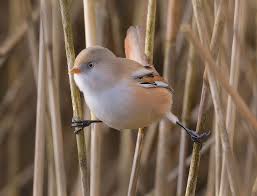 Attēlu rezultāti vaicājumam “Panurus biarmicus”