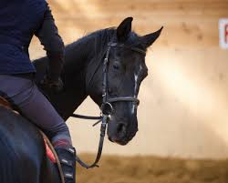 Image result for Jp-Sheffield Eventing