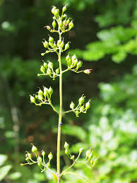 Attēlu rezultāti vaicājumam “Scrophularia nodosa”