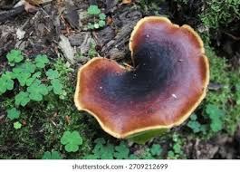 Attēlu rezultāti vaicājumam “Polyporus badius”