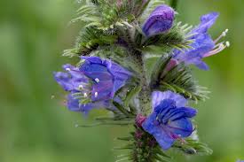 Attēlu rezultāti vaicājumam “Echium vulgare”