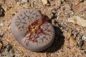 Attēlu rezultāti vaicājumam “Petractis sp.”