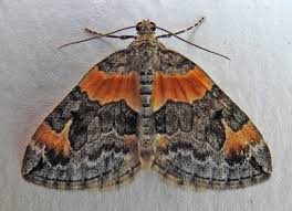 Attēlu rezultāti vaicājumam “Geometridae”