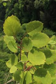 Attēlu rezultāti vaicājumam “Populus x lettland”