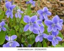 Attēlu rezultāti vaicājumam “Viola canina flower”