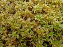 Attēlu rezultāti vaicājumam “Sphagnum tenellum”