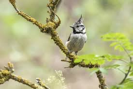 Attēlu rezultāti vaicājumam “Lophophanes cristatus adult”
