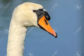 Attēlu rezultāti vaicājumam “Cygnus olor”