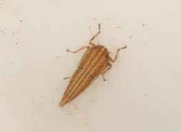 Attēlu rezultāti vaicājumam “Paramesus obtusifrons”