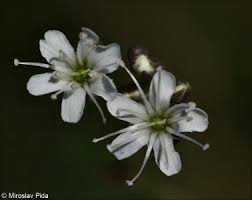Attēlu rezultāti vaicājumam “Gypsophila fastigiata bud”