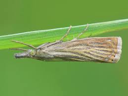 Attēlu rezultāti vaicājumam “Chrysoteuchia culmella”