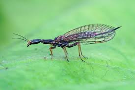 Attēlu rezultāti vaicājumam “Raphidioptera imago”