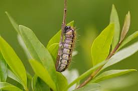 Attēlu rezultāti vaicājumam “Aporia crataegi larva”