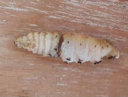 Attēlu rezultāti vaicājumam “Aphelia paleana larva”