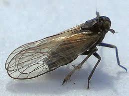 Attēlu rezultāti vaicājumam “Javesella pellucida female”