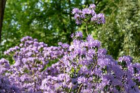 Attēlu rezultāti vaicājumam “Rhododendron sichotense flower”