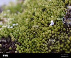 Attēlu rezultāti vaicājumam “Bryum bimum”